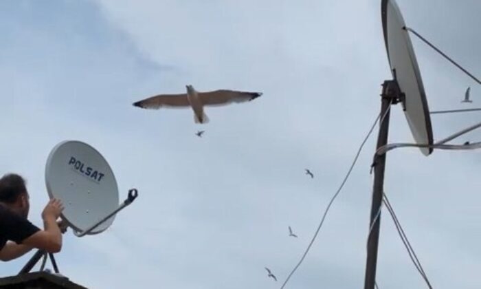 Martılar anten tamircisini çatıda rahat bırakmadı