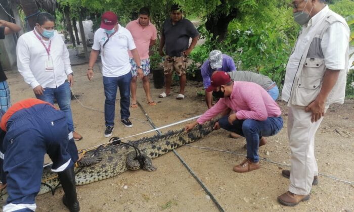 Meksika’nın turistik kenti Acapulco’da timsah paniği