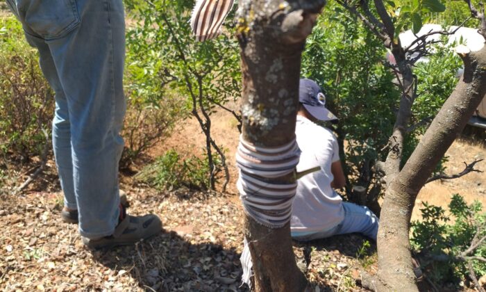 Menengiç ağaçları fıstığa aşılanıyor
