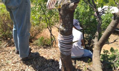 Menengiç ağaçları fıstığa aşılanıyor