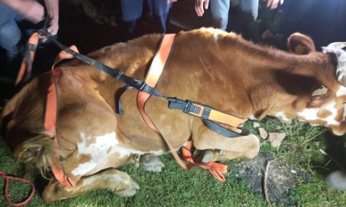 Menfeze sıkışan büyükbaş hayvan 2 saatlik operasyonla kurtarıldı