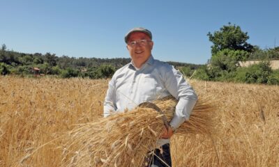 Menteşe’de ‘Karakılçık’ hasadı başladı