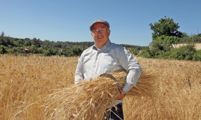Menteşe’de ‘Karakılçık’ hasadı başladı