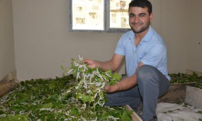 Merakla başladı, 40 bin ipekböceğine ulaştı