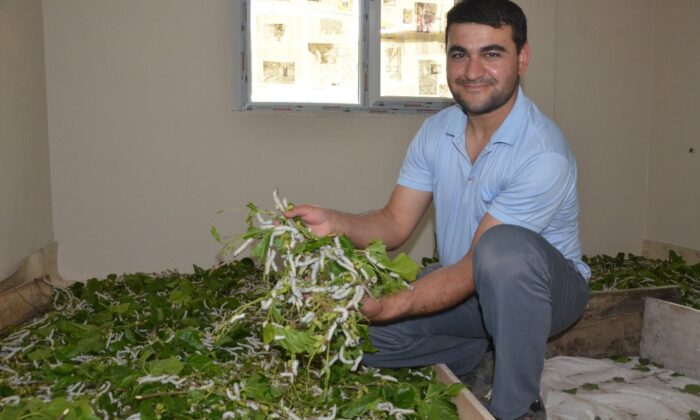Merakla başladı, 40 bin ipekböceğine ulaştı