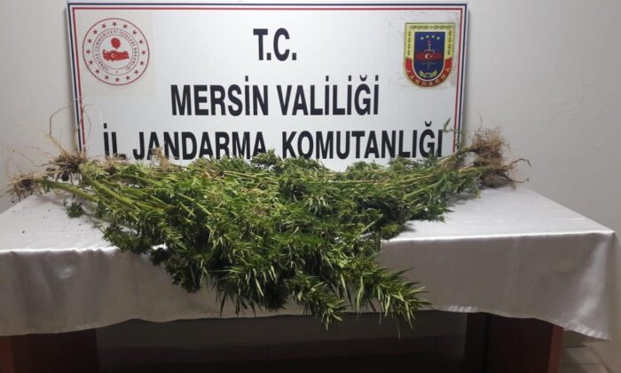 Mersin’de 351 kök kenevir bitkisi ele geçirildi