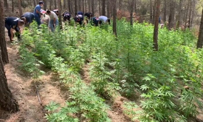 Mersin’de 8 bin 478 kök kenevir bitkisi ele geçirildi