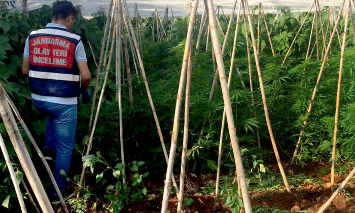 Mersin’de bir serada 2 bin 970 kök kenevir bitkisi ele geçirildi