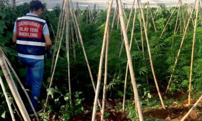 Mersin’de bir serada 2 bin 970 kök kenevir bitkisi ele geçirildi