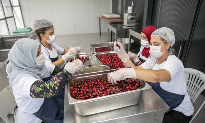 ‘Mersinden Güneş Enerjisi İle Kurutma Tesisi’ faaliyete geçti