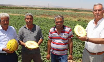 Mevsimin ilk Araban kavunu 25 gün erken yetişti