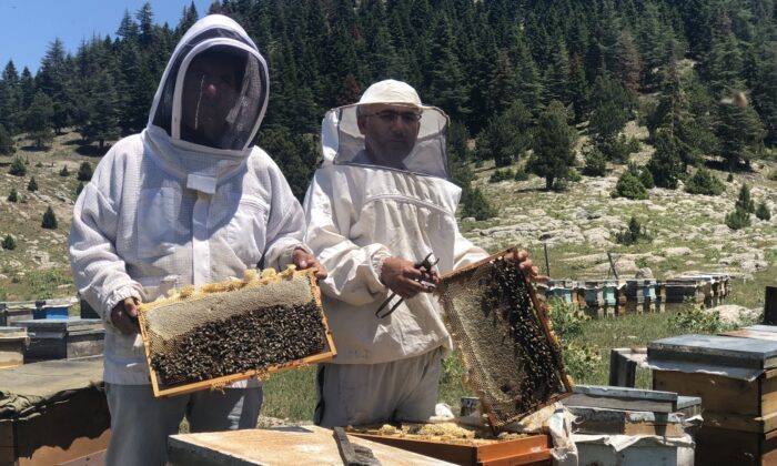 Mezla balı hasadı başladı