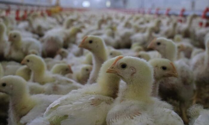 Milyonlarca hayvan diğer şehirlere gönderildi