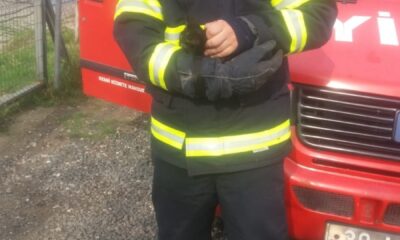 Minibüsün motor kısmına sıkışan yavru kedi kurtarıldı