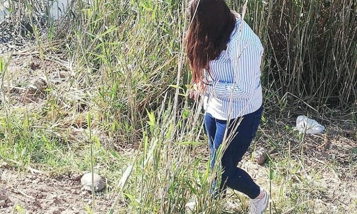 Minik kaplumbağa doğaya bırakıldı