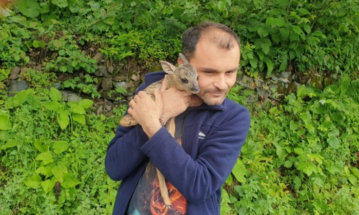 Minik yavruyu köpeklerin elinden kurtardı