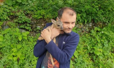 Minik yavruyu köpeklerin elinden kurtardı