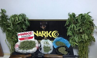 Mısır tarlasına uyuşturucu operasyonu: 1 gözaltı