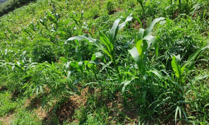 Mısır tarlasında 70 kök Hint keneviri ele geçirildi