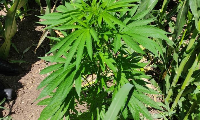 Mısır tarlasında kenevir yetiştirmiş