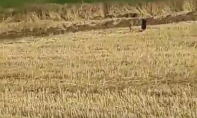 Mısır tarlasındaki domuzlar tedirginliğe neden oldu