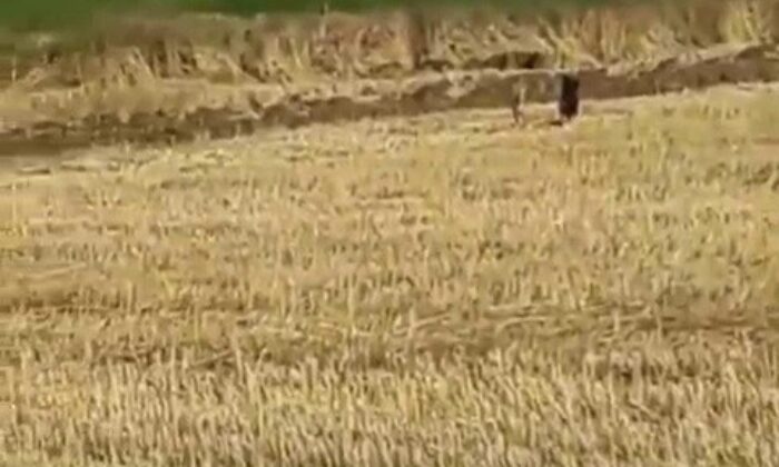 Mısır tarlasındaki domuzlar tedirginliğe neden oldu