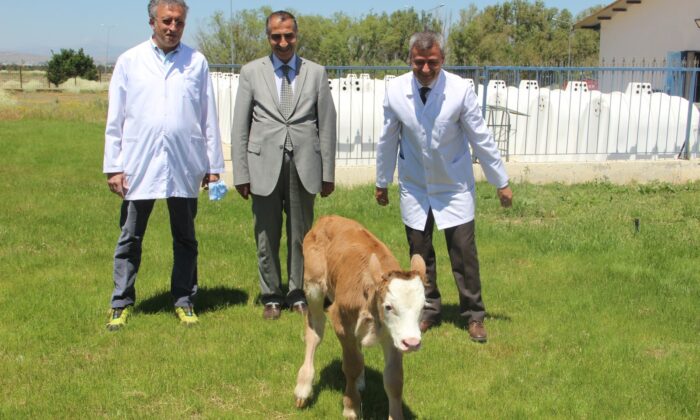 Montofon cinsi inek embriyo transferiyle simental cinsi buzağı doğurdu