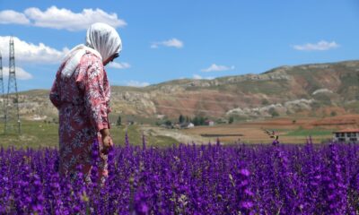 Mor çiçek tarlaları göz kamaştırıyor