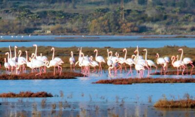 Muğla’da iki alan ‘Kesin Korunacak Hassas Alan’ statüsüne alındı