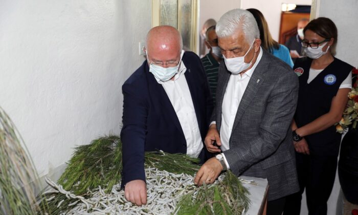 Muğla’da İpekböcekçiliği gelişiyor