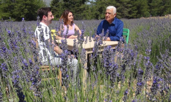 Muğla’da Lavanta sezonu açıldı