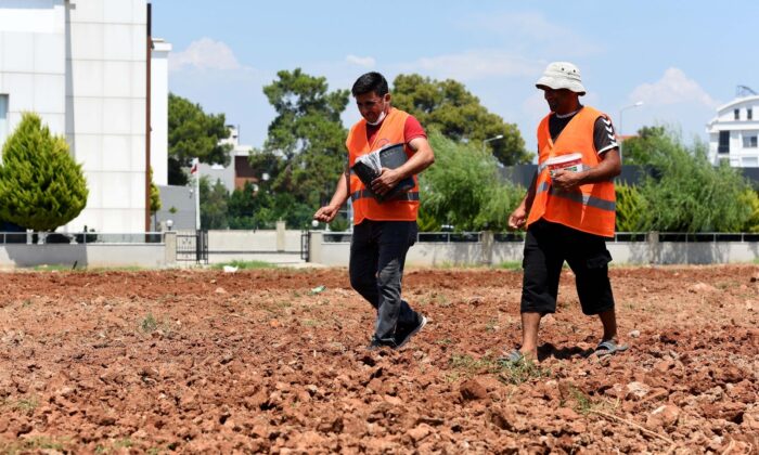 Muratpaşa’da susam tarımı başladı