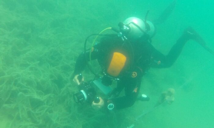 Müsilaj Marmara’da ’deniz çayırı’nı da yok ediyor