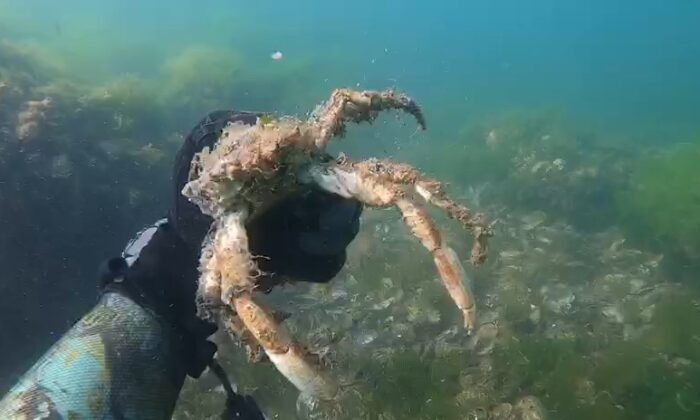 Müsilajın deniz altındaki tahribatı böyle görüntülendi