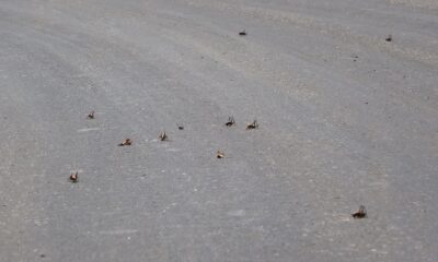 Muşlu çiftçilerin çekirge endişesi