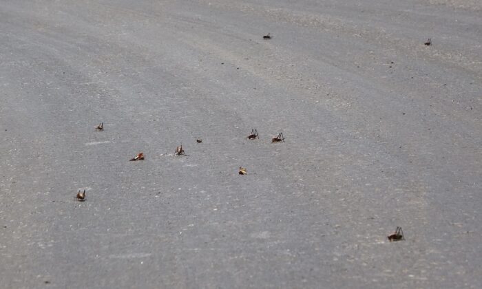 Muşlu çiftçilerin çekirge endişesi