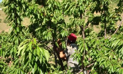 Muş’ta kiraz hasadı başladı