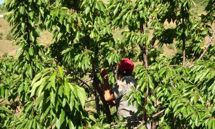 Muş’ta kiraz hasadı başladı