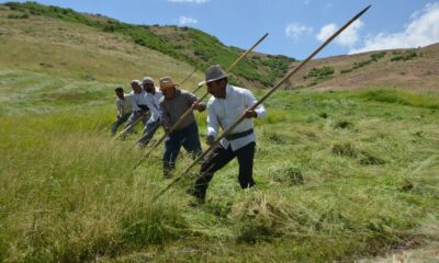Muş’ta tırpancıların zorlu ot biçme mesaisi başladı