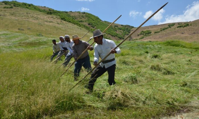 Muş’ta tırpancıların zorlu ot biçme mesaisi başladı