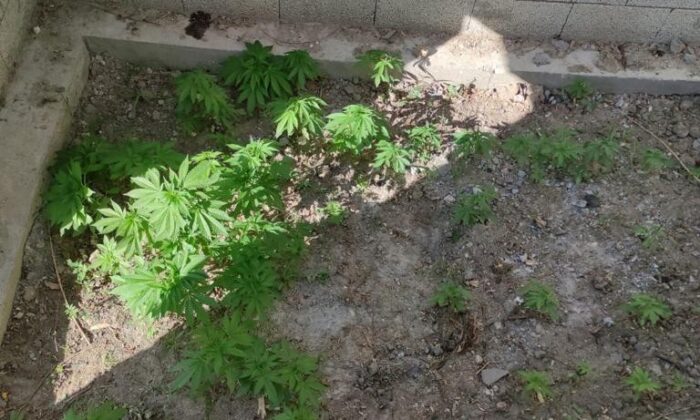 Muş’ta uyuşturucu operasyonu