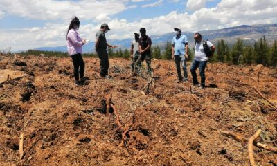 Mut’ta endüstriyel ağaçlandırma sahalarında toprak işleme çalışmaları başladı