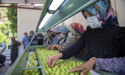 Mut’taki erik üreticisine ’boylama makinesi’ desteği