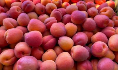 Mut’tan 80 bin ton kayısı ihraç edildi