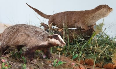Nadir rastlanan yaban hayvanlarına tahnit uygulandı