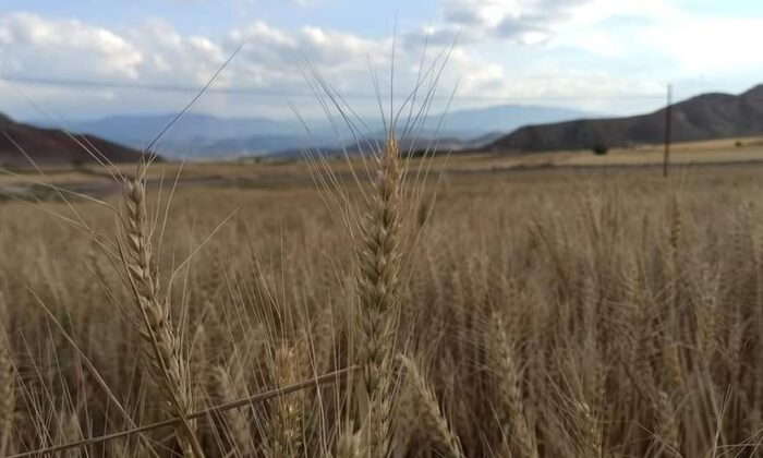 Nallıhan’da arpa ve buğday hasadı başladı