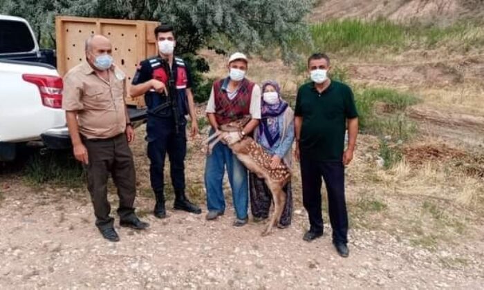 Nallıhan’da yavru ceylan köpeklerin elinden son anda kurtarıldı