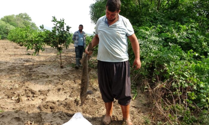 Narenciye bahçesinde balık topladılar