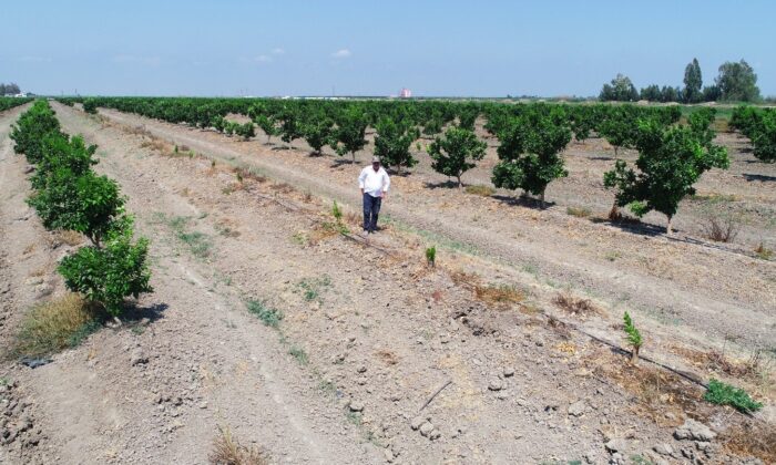 Narenciye bahçesindeki 108 ağacı baltayla kestiler