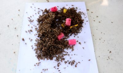 Narenciyenin kabusu “Akdeniz meyve sineği” geri döndü